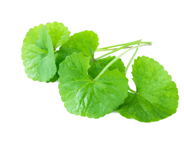 Centella Asiatica, propiedades y beneficios