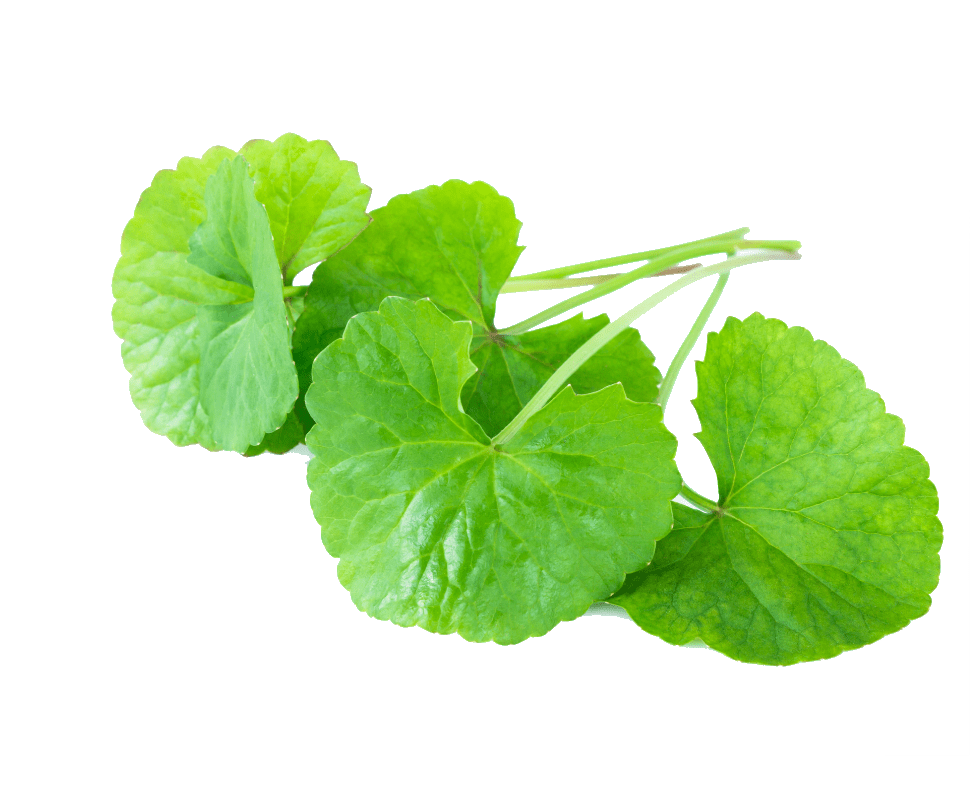 Centella asiatica propiedades